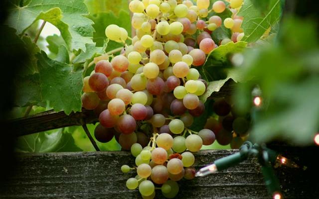 Photo of grapes hanging from the vine at Landry Vineyards in Louisiana