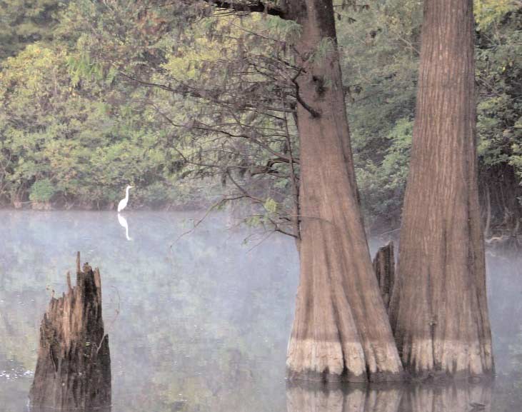 Lake D'Arbonne